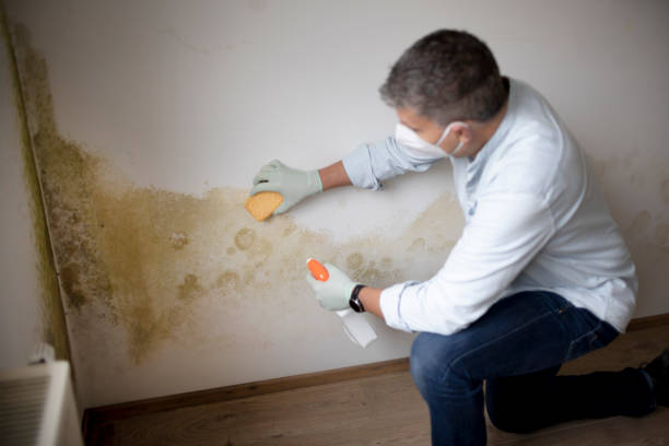 Reliable West Ocean City, MD Mold Removal Solutions